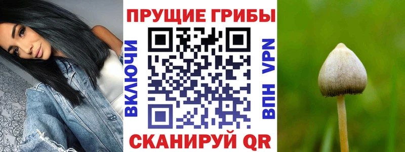 купить   Славгород  Псилоцибиновые грибы прущие грибы 